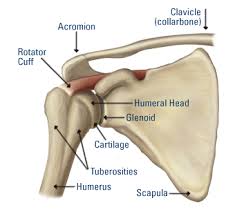 shoulder pain, shoulder physical therap